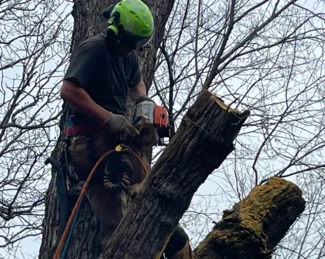 Arborist in a tree, using a chainsaw, wearing safety gear.