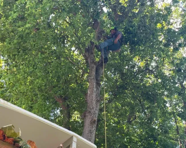 Man in tree trimming branches with a rope. Bright green leaves, sunny day.