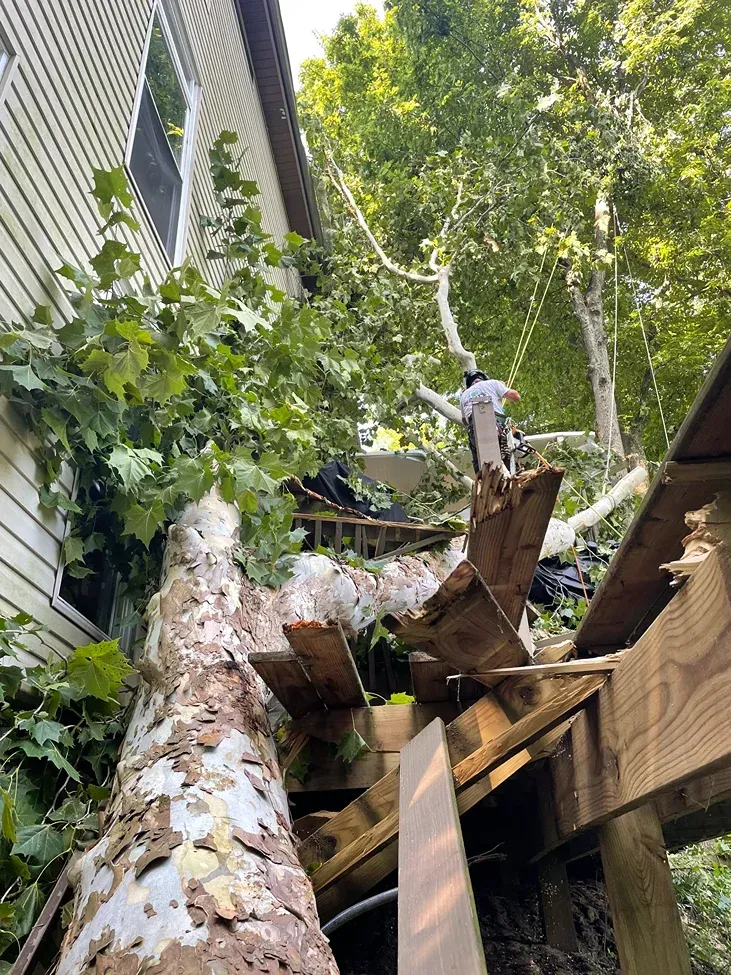 A tree has fallen on a house's deck; a person is standing on the damaged deck near the tree.