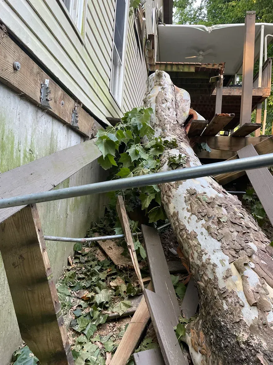Fallen tree against a house, blocking a deck. Brown trunk, green leaves, and damaged wood.