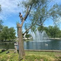 Man trimming a tree near a pond with a fountain; blue sky, sunny day.