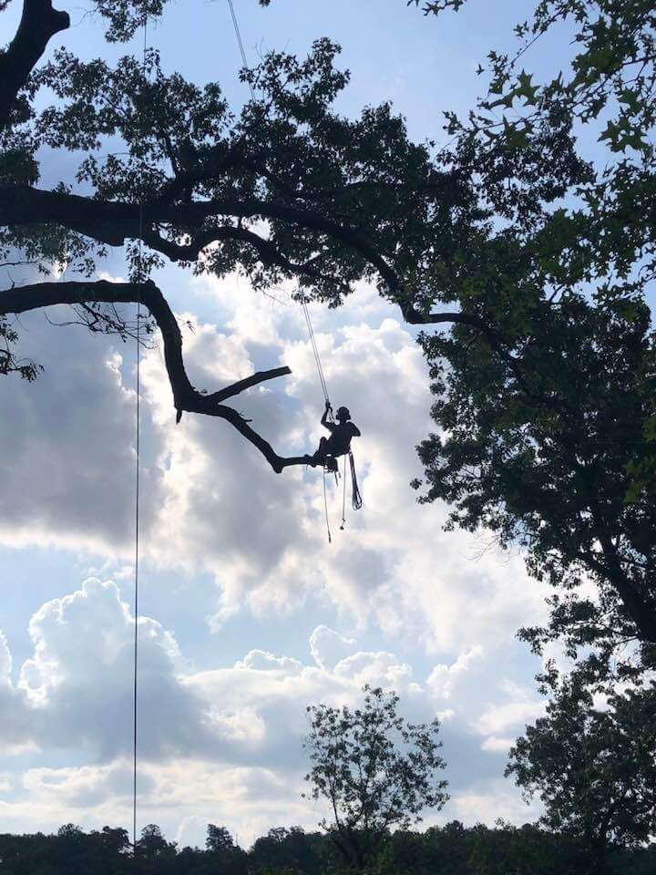 Arborist suspended on a branch, silhouetted against a cloudy sky, trimming a large tree.