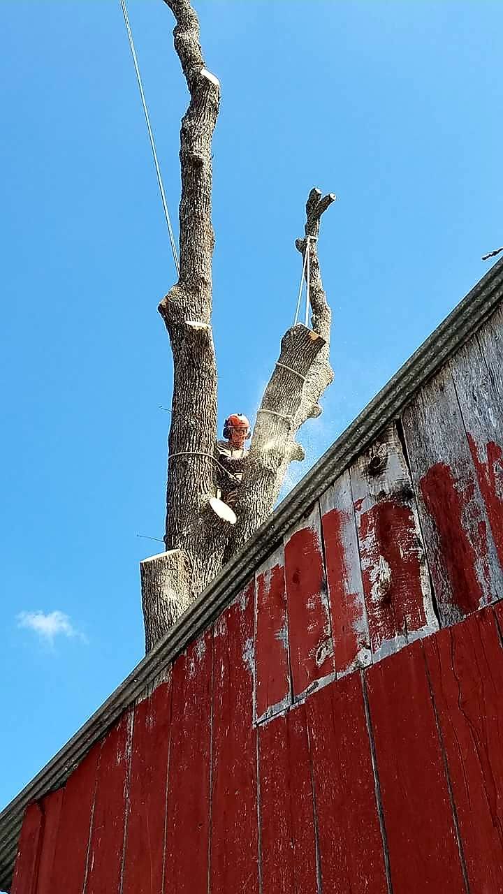 Dead tree trunk rising above a red-painted wooden structure against a blue sky.