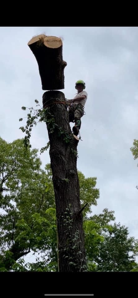 Arborist cutting a tree trunk. Man in a harness, helmet and safety gear, cutting a large section of the tree.