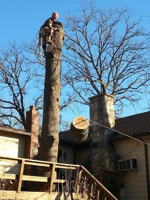Arborist in harness atop a tall tree stump cuts a section while another section swings on a rope near a house.