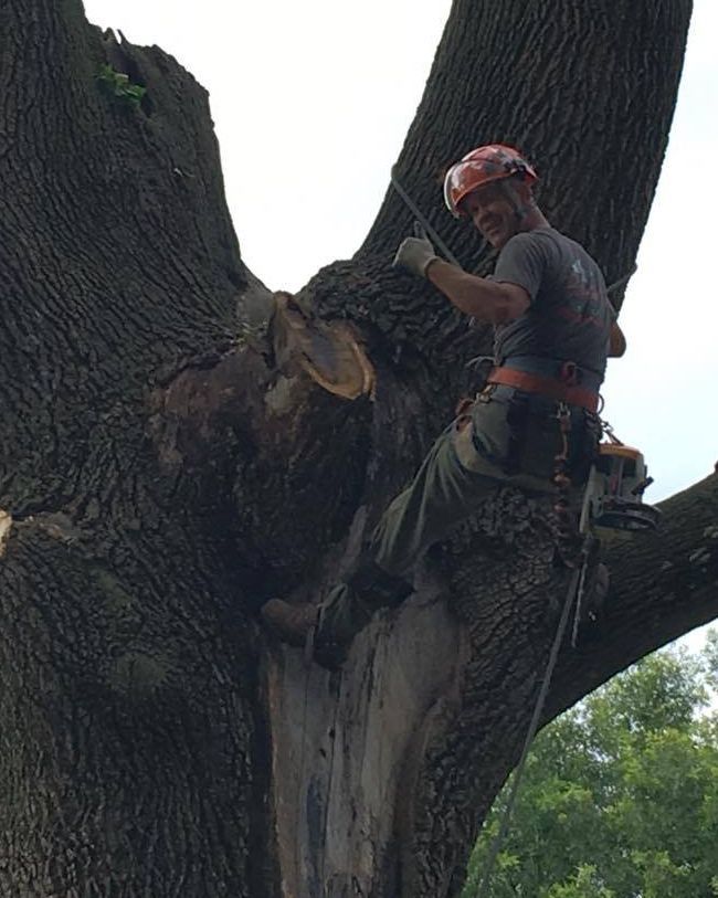 Arborist in a tree, smiling. He wears a hard hat and safety harness, working on the tree's large branch.