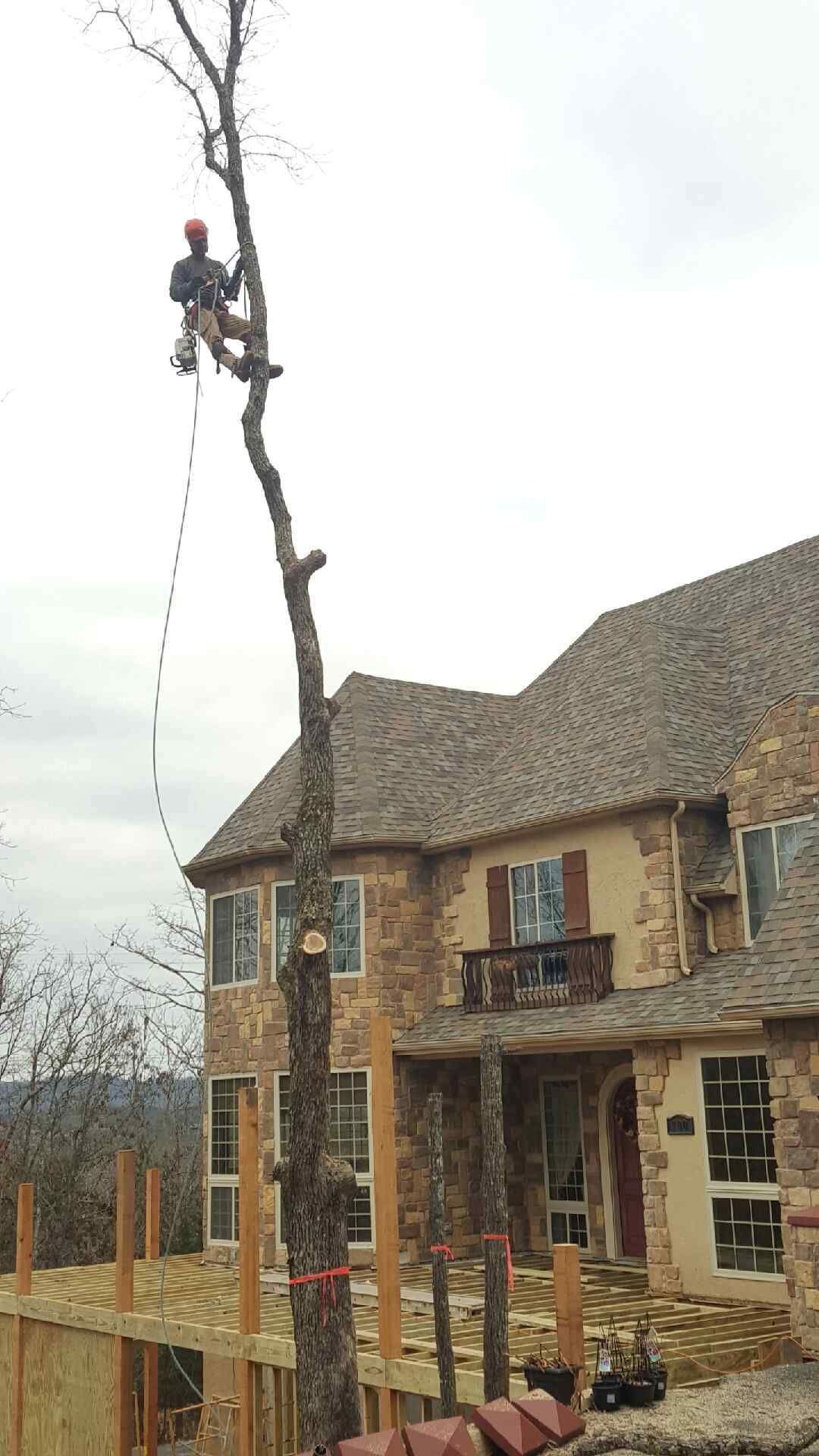 Tree arborist in safety gear, trimming a tall tree next to a multi-story house with stone facade.