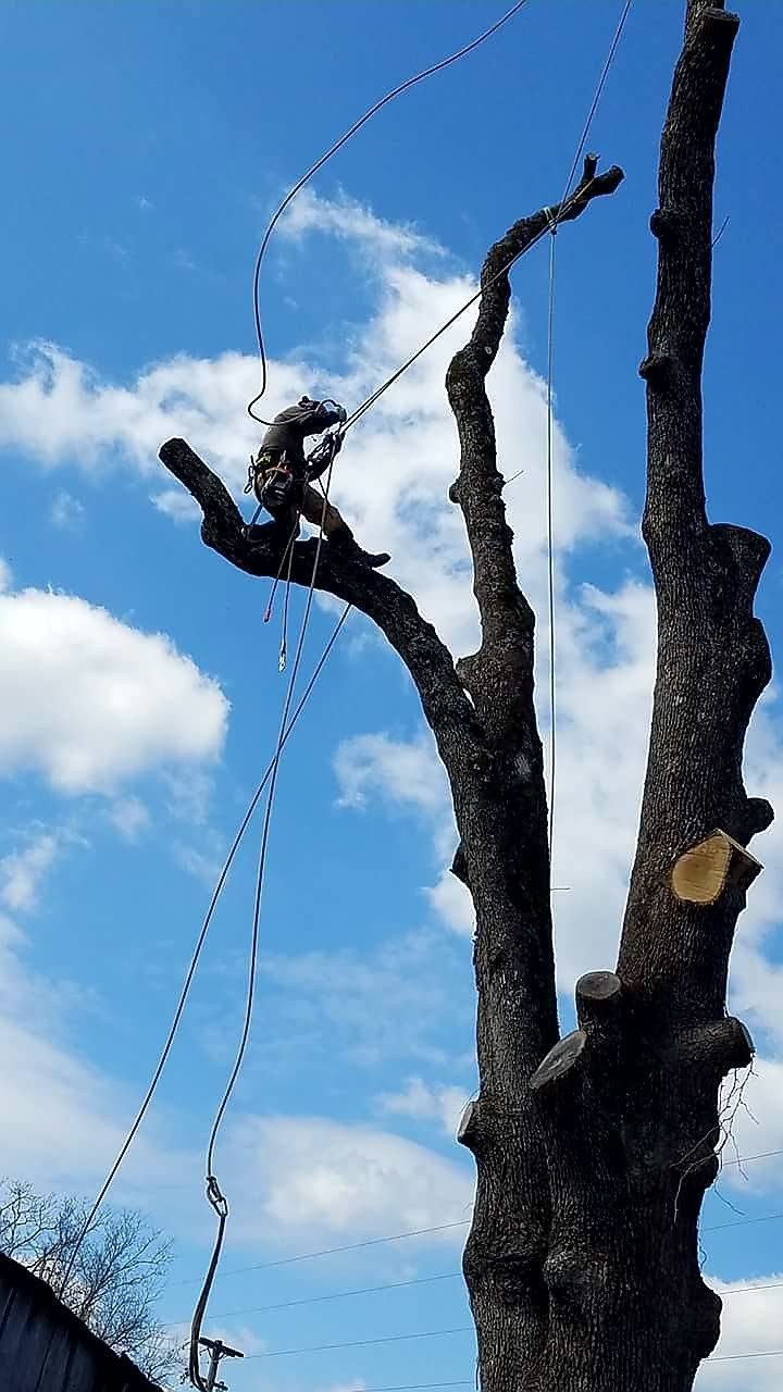 Arborist in a tall tree, trimming branches against a blue sky with clouds.