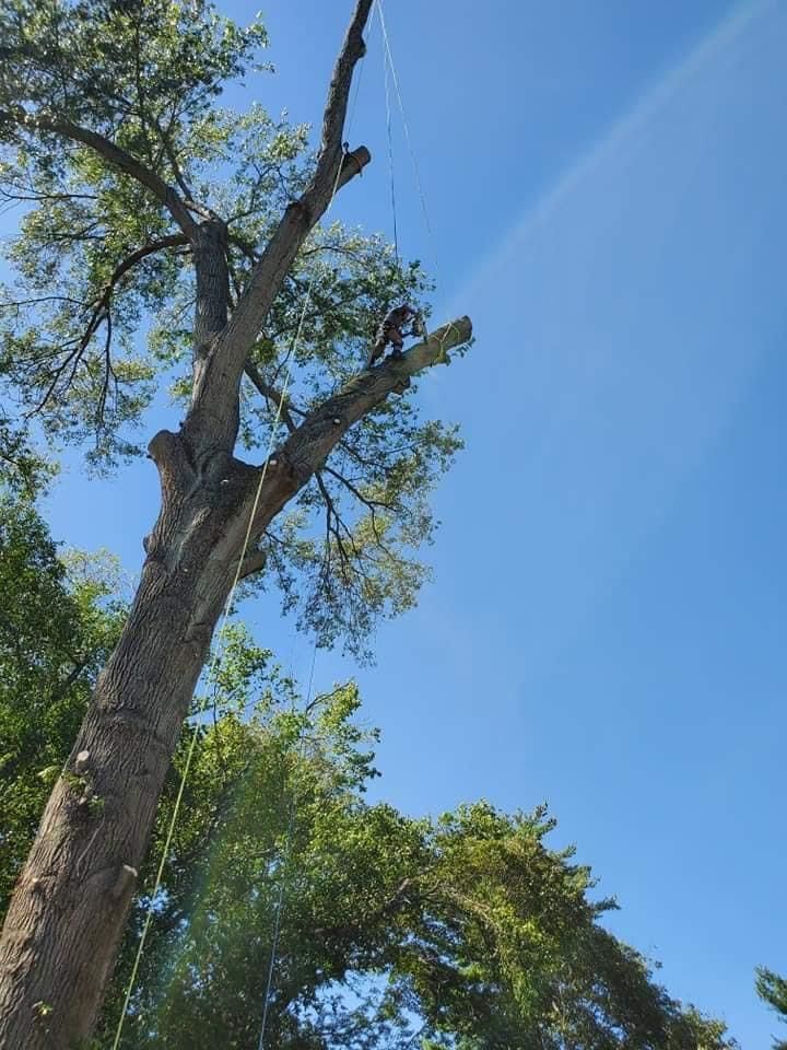 Tree trimmer on a tall tree, cutting branches against a bright blue sky.