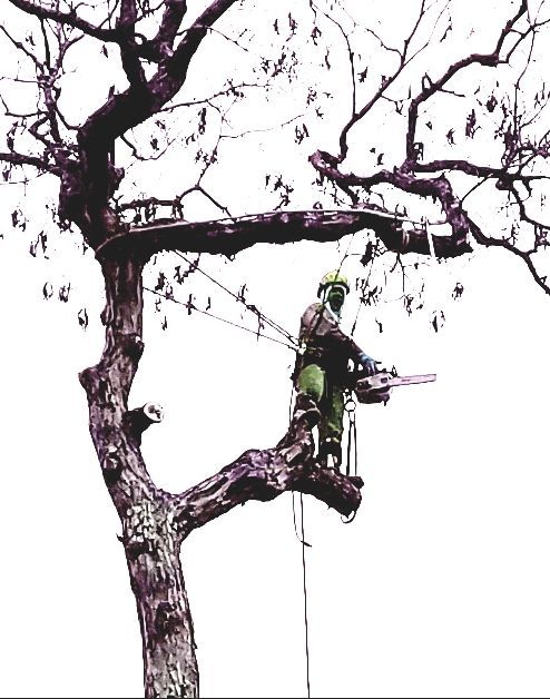 Arborist on platform trimming tree branches with a chainsaw, wearing safety gear, outdoors.