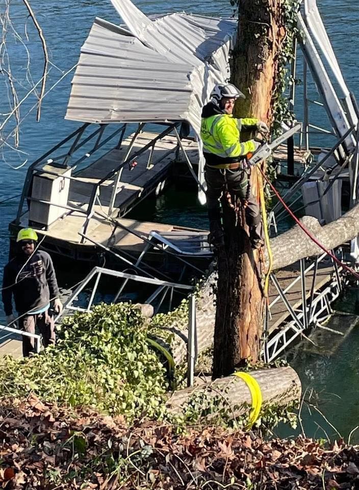 Two tree workers cutting a tree that has fallen onto a partially submerged dock.