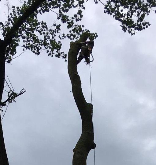 Person cutting a tall tree branch with a chainsaw, against a cloudy sky.