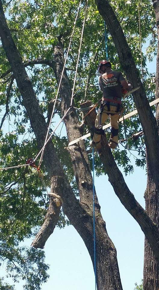 Man in tree, secured by harness, climbs wooden platform. Green leaves, blue sky background.