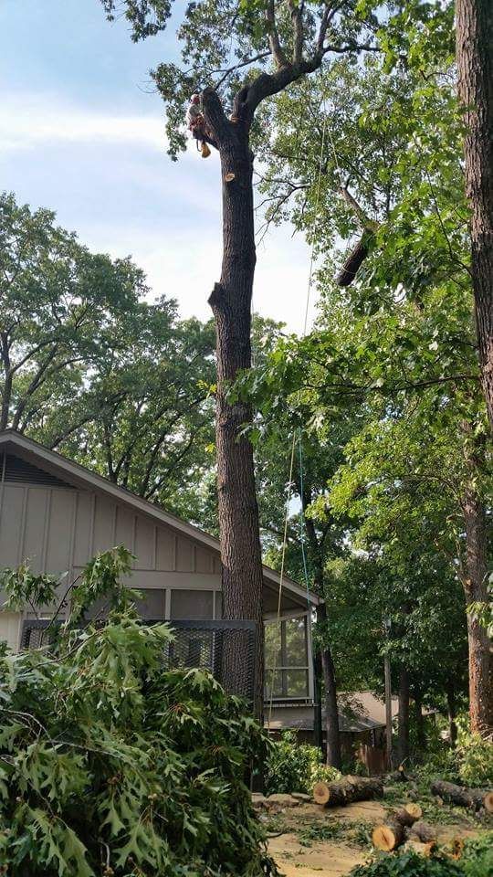 Tall tree being cut down near a house; branches and logs on the ground.