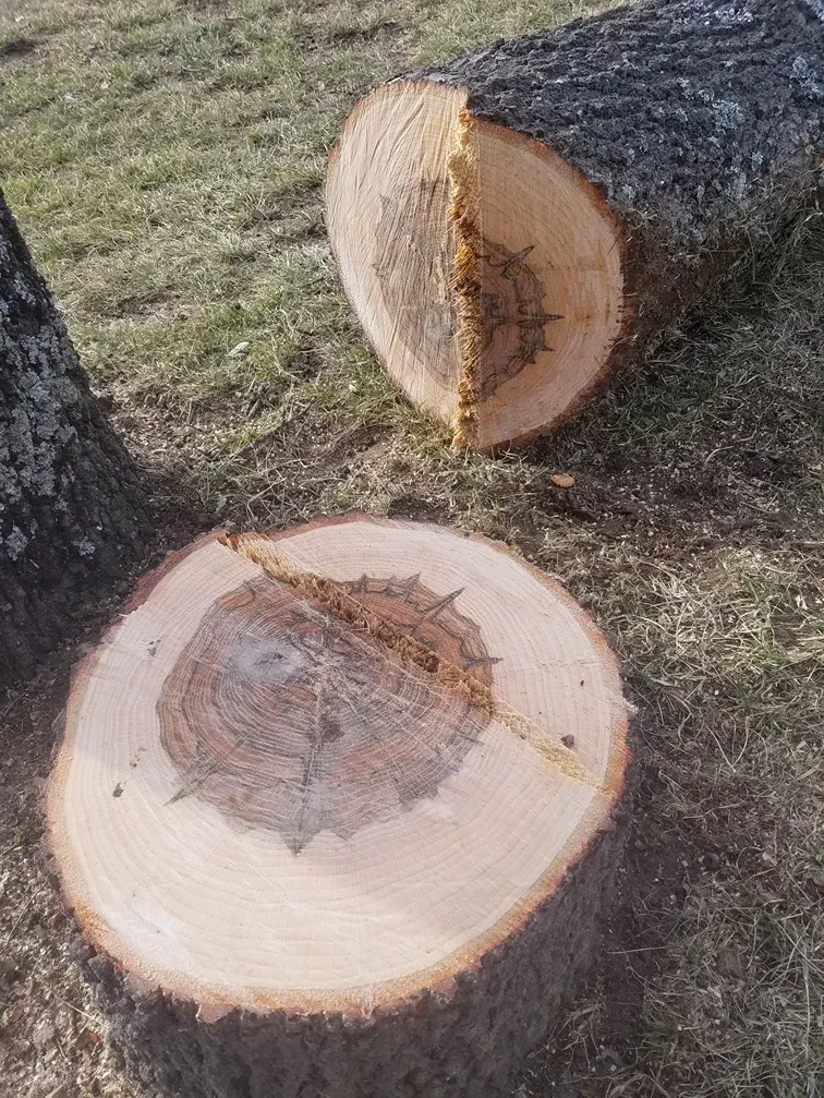 Cut tree trunks on grass, showing rot in the center.