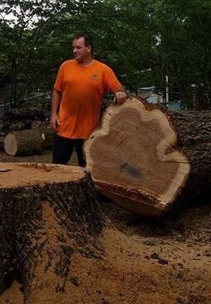 Man in orange shirt stands beside a large tree cross-section and a cut stump, outdoors.