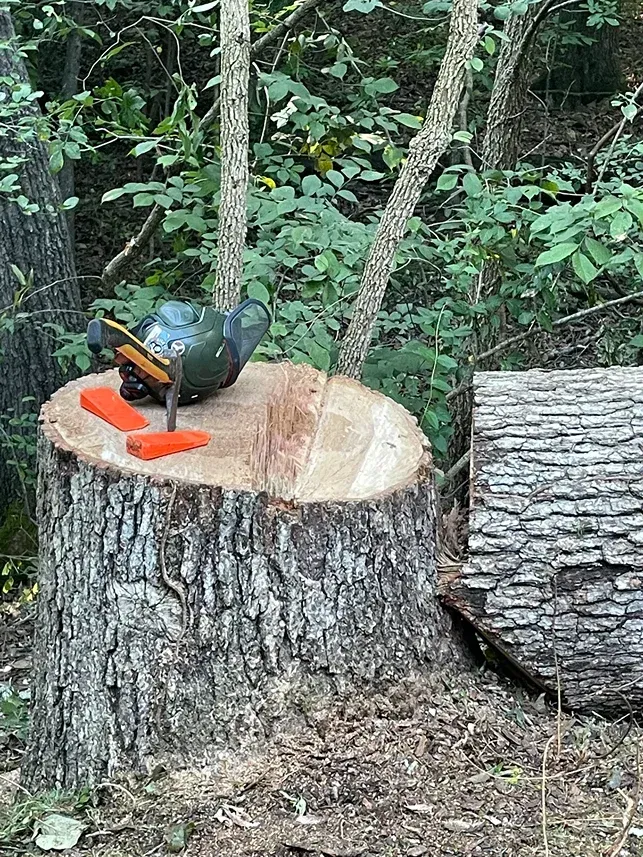 Bird feeder on a tree stump with orange pieces; forest background.