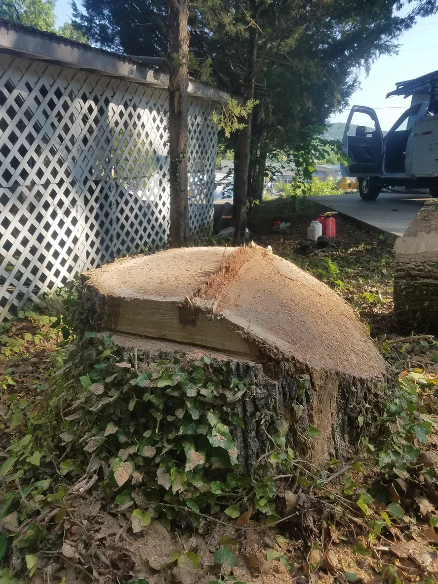 Stump of a recently cut tree with ivy around the base, in front of a white fence.