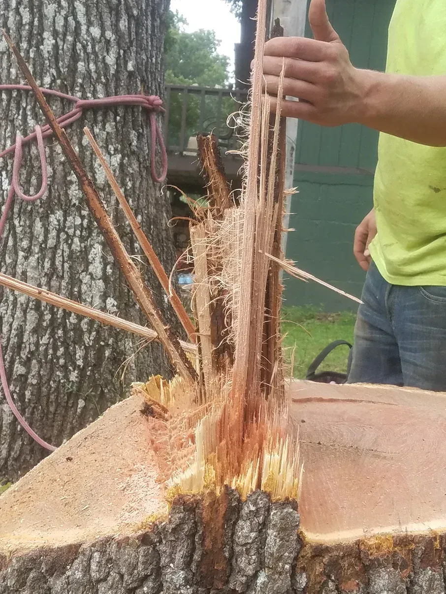 Stump of a cut tree, split open with a hand gesturing, a rope tied to the trunk.