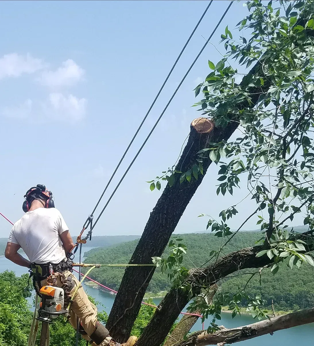 Arborist cutting a tree branch overlooking a river; blue sky.