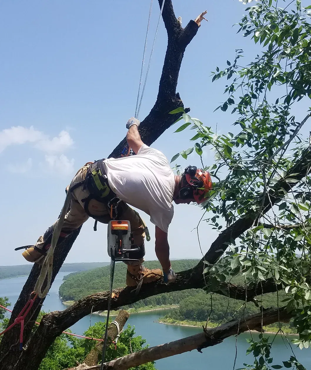 Arborist in safety gear, cutting a tree branch over a lake on a sunny day.
