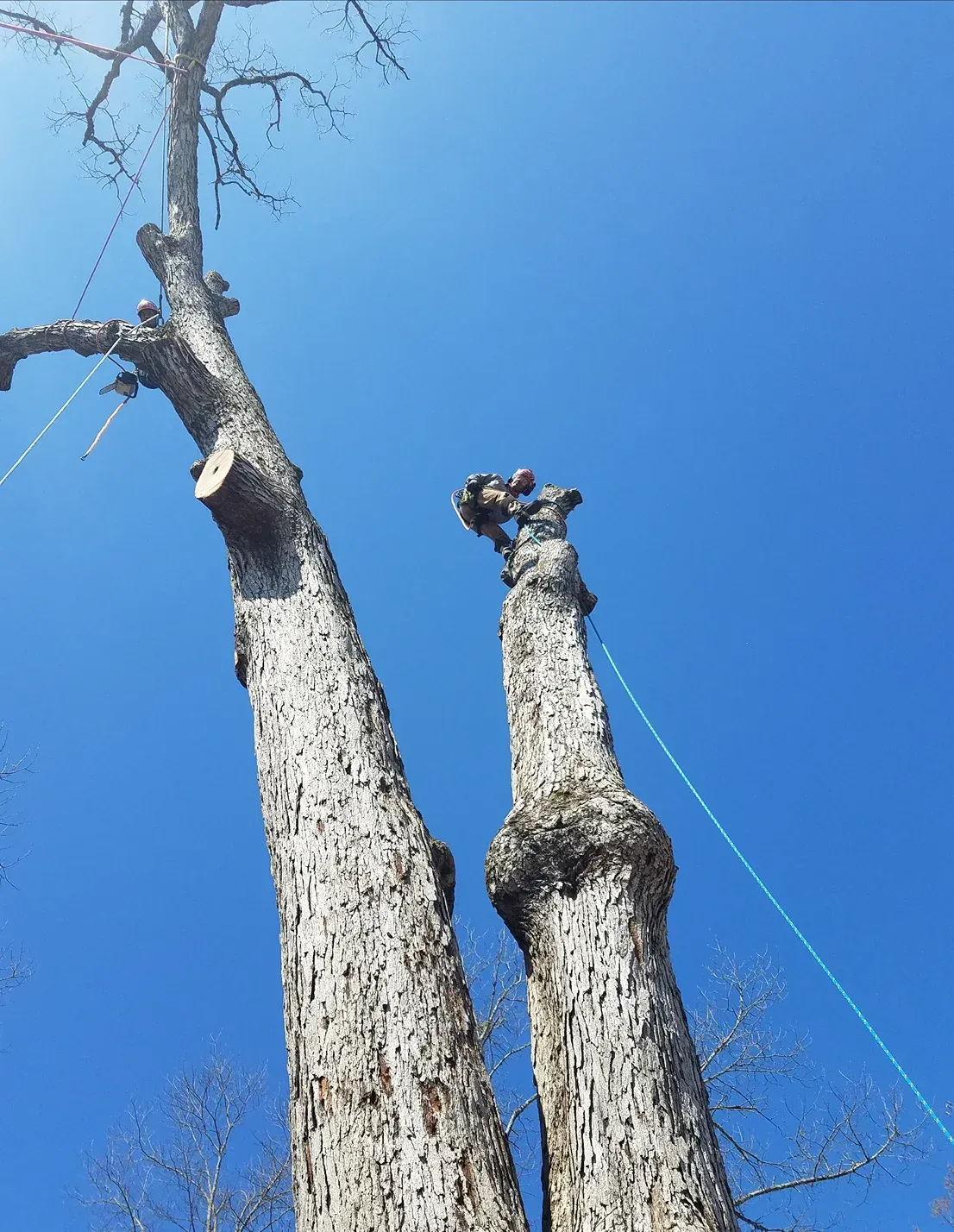 Two tall, cut tree trunks reaching into a bright blue sky; ropes attached.