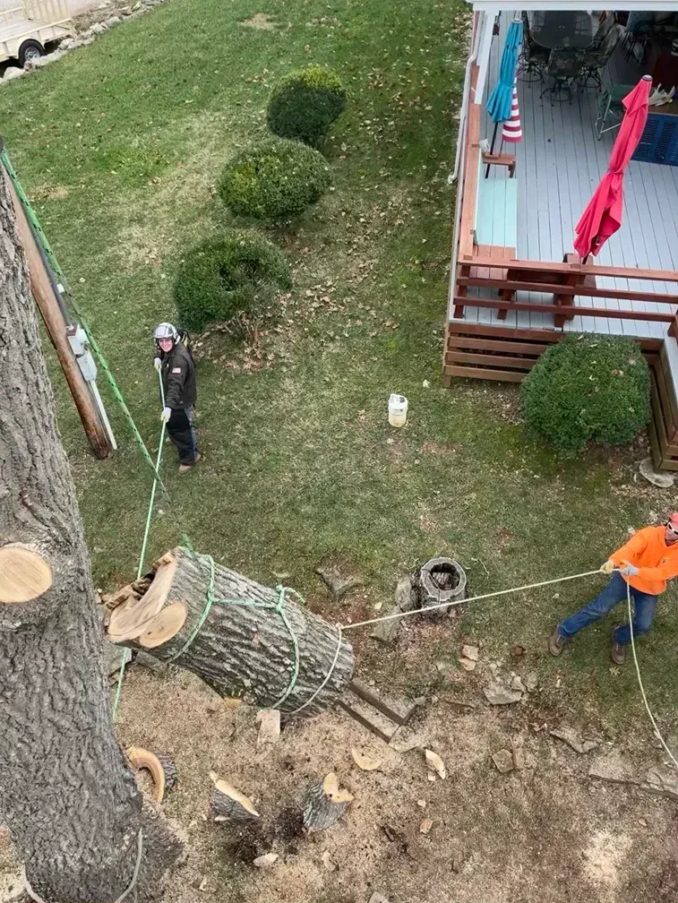 Two people felling a tree. One in the tree, one pulling a rope. Green grass, brown wood, and a white house are visible.