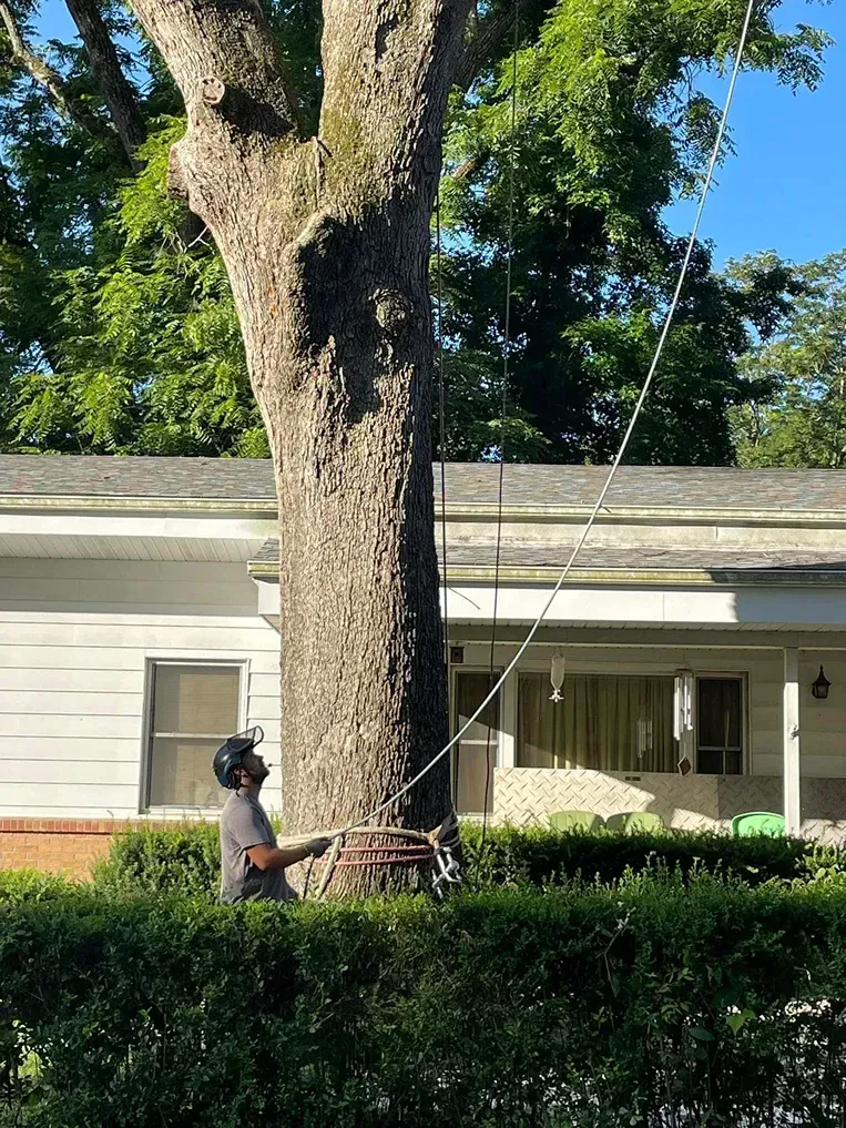 Arborist pulls rope attached to tall tree near a house. The tree is in front of a hedge.