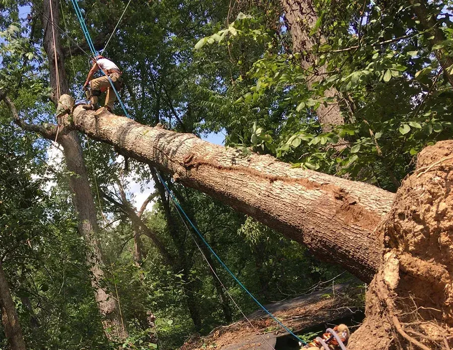 A tree worker on a fallen tree trunk secured by ropes in a forest setting.