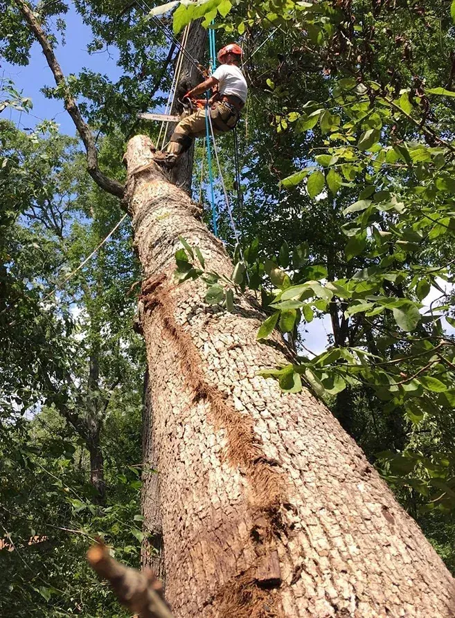 Arborist with chainsaw removing tree limb, secured by ropes. Green trees and blue sky in background.