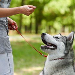 Dog behavioural training
