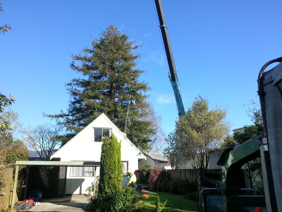 Gallery Tree Fellers