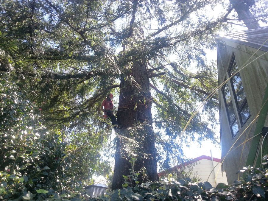 Gallery Tree Fellers