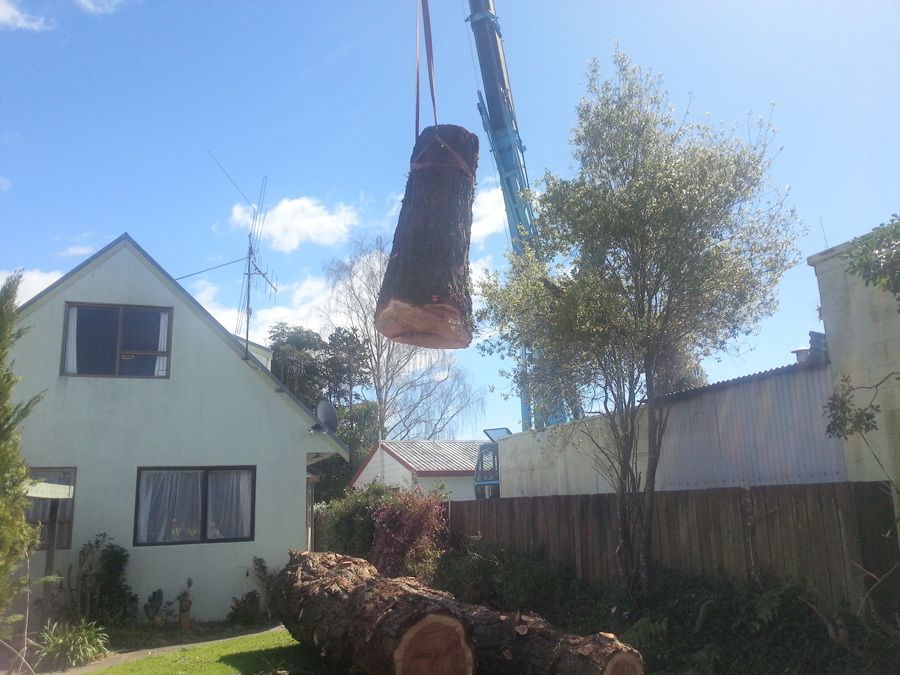 Gallery Tree Fellers