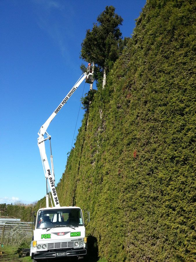 Gallery Tree Fellers