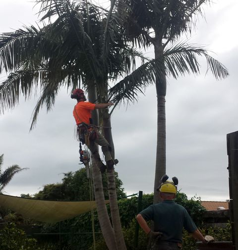 Arborists Tree Services Tauranga Tree Fellers