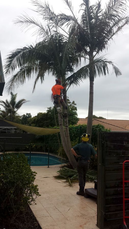 Gallery Tree Fellers