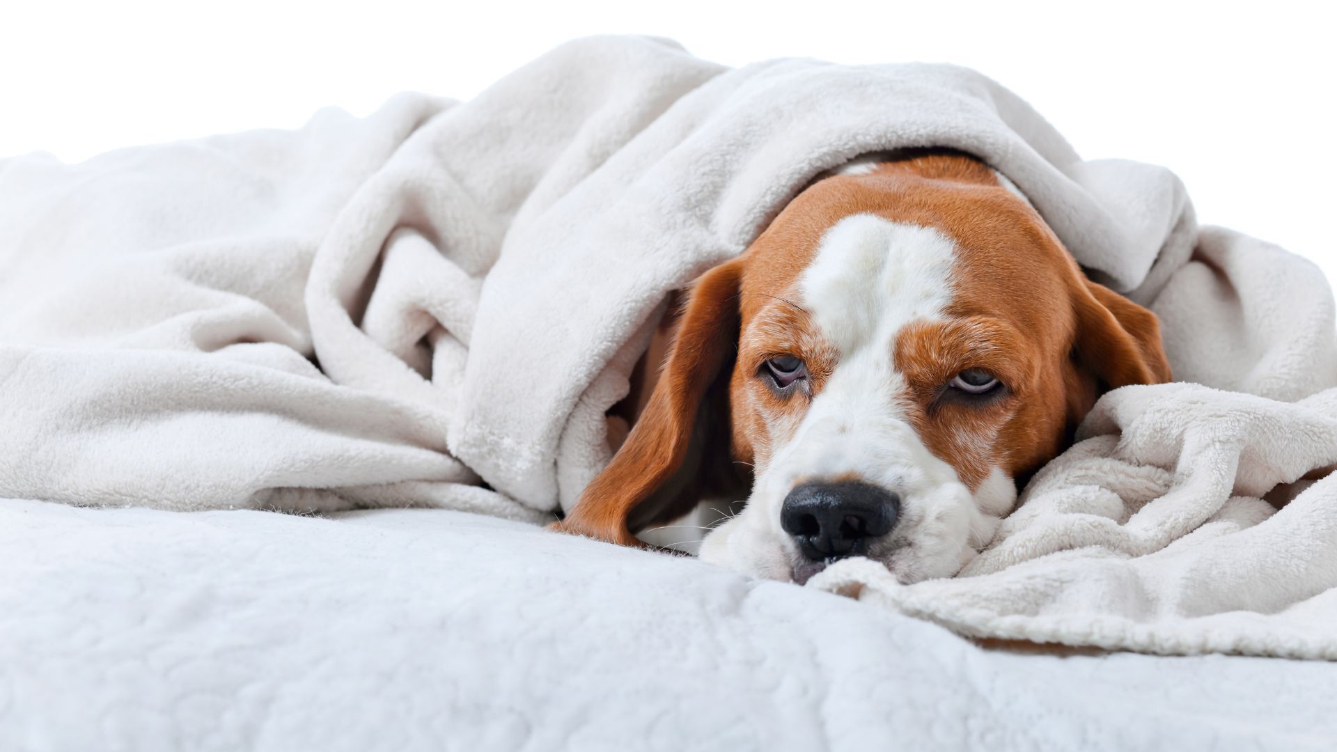dog-with-illness-wrapped-in-blanket