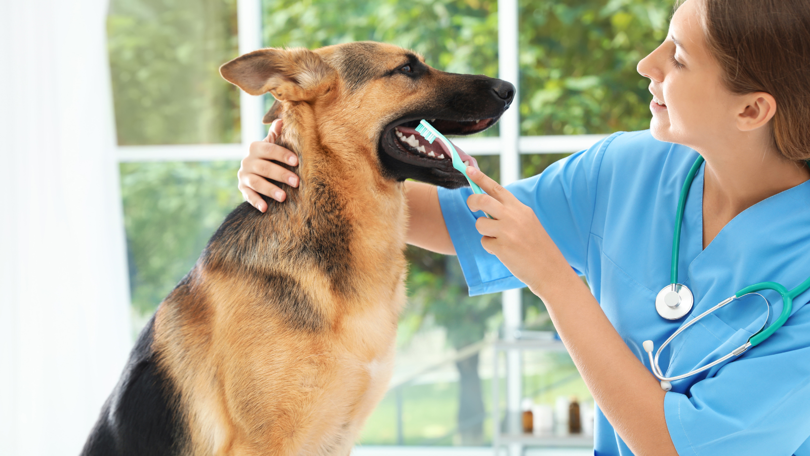 Veterinarian brushing a dog's teeth. 