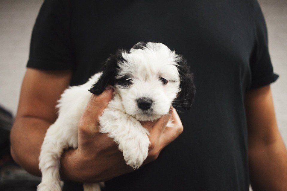 black and white puppy in man's arm