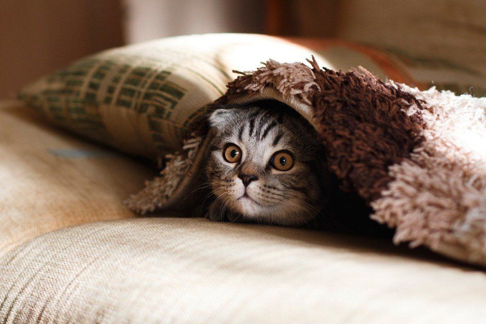 kitten peeking out from blanket