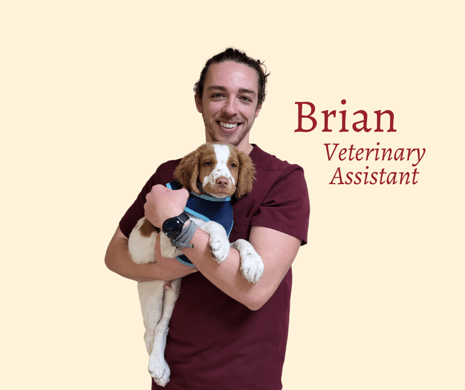 Brian-veterinary-assistant