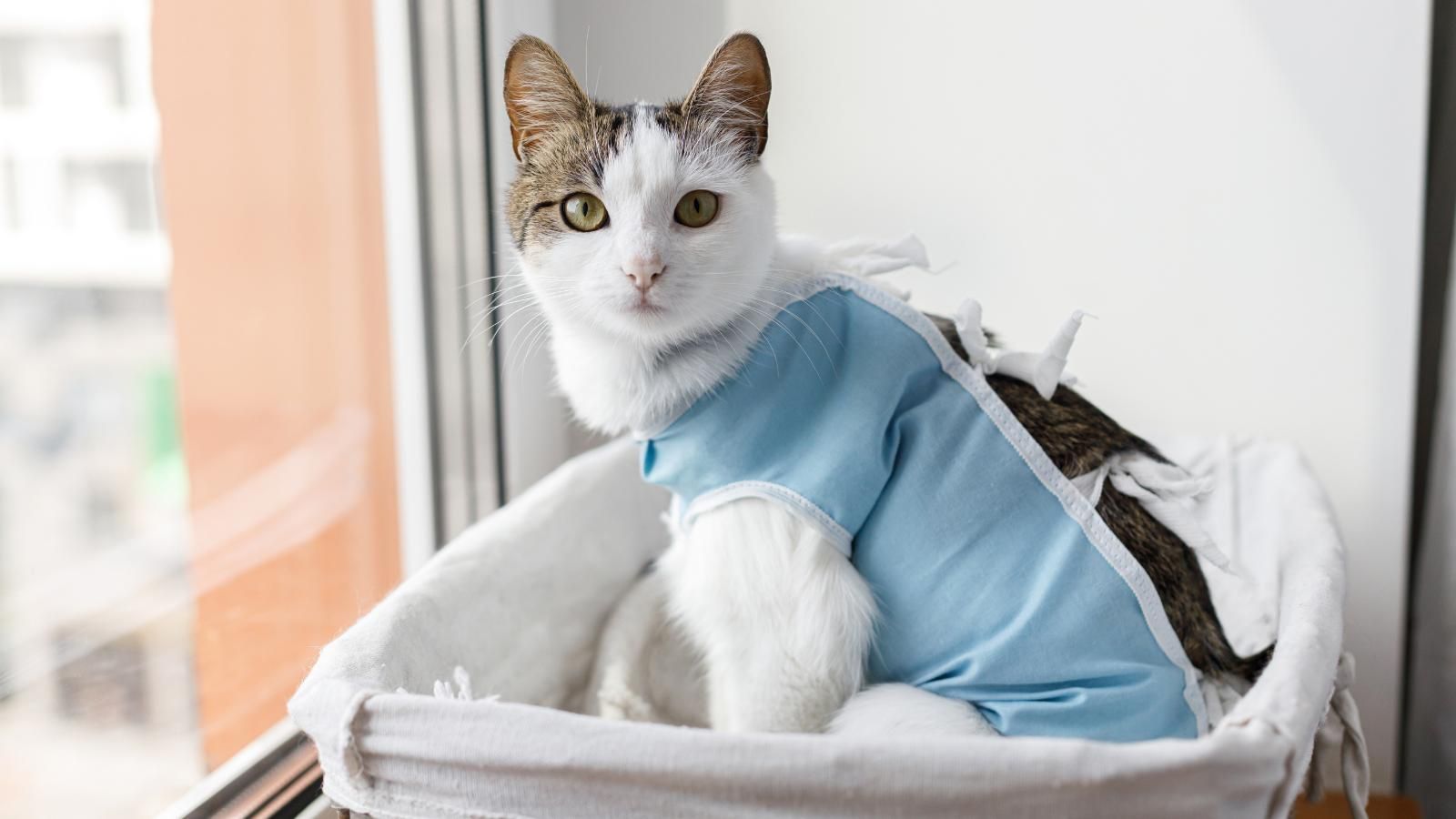 Cat in scrubs sitting at a window