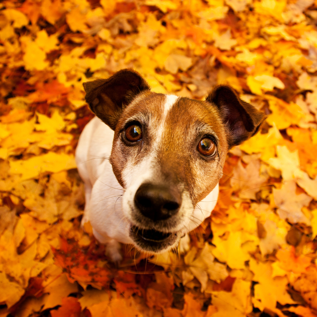 dog-sitting-in-leaves