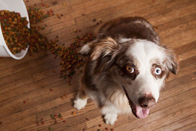 Dog with two colored eyes that knocked over a bucket of dog food