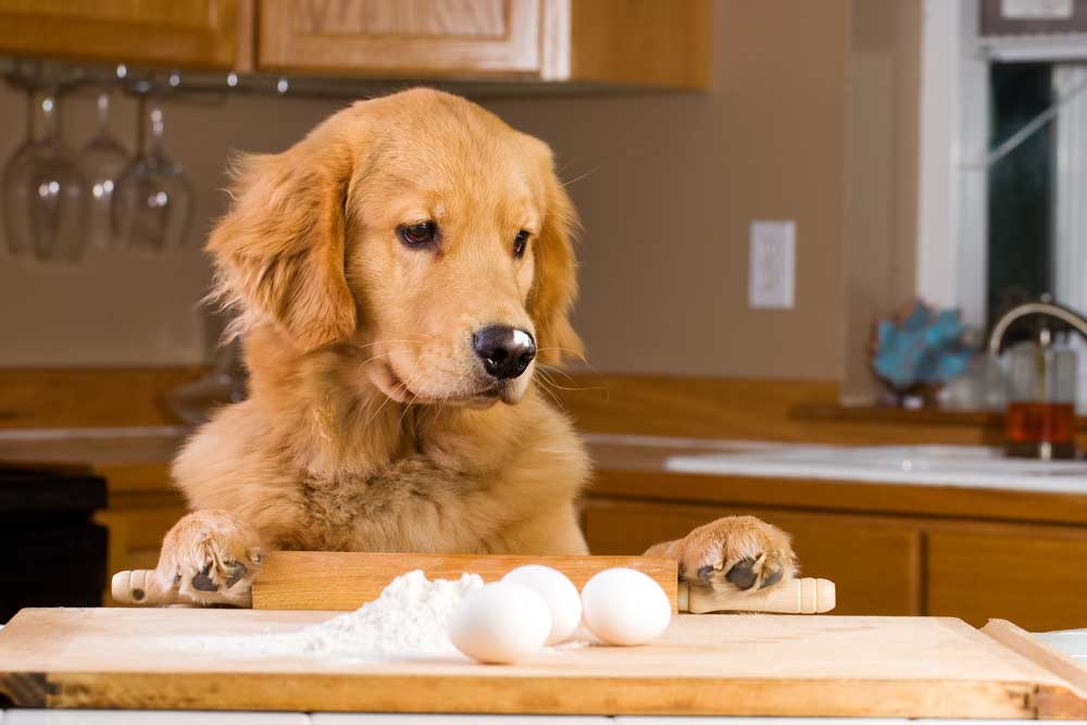 Golden retriever looking at eggs 