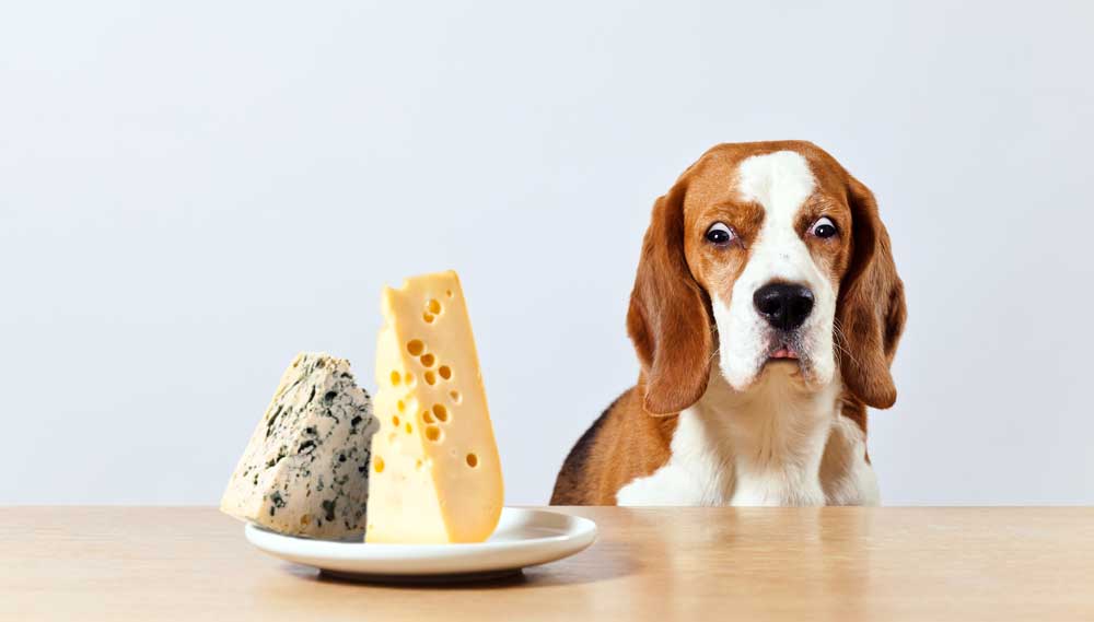 Dog with crazy eyes looking at cheese