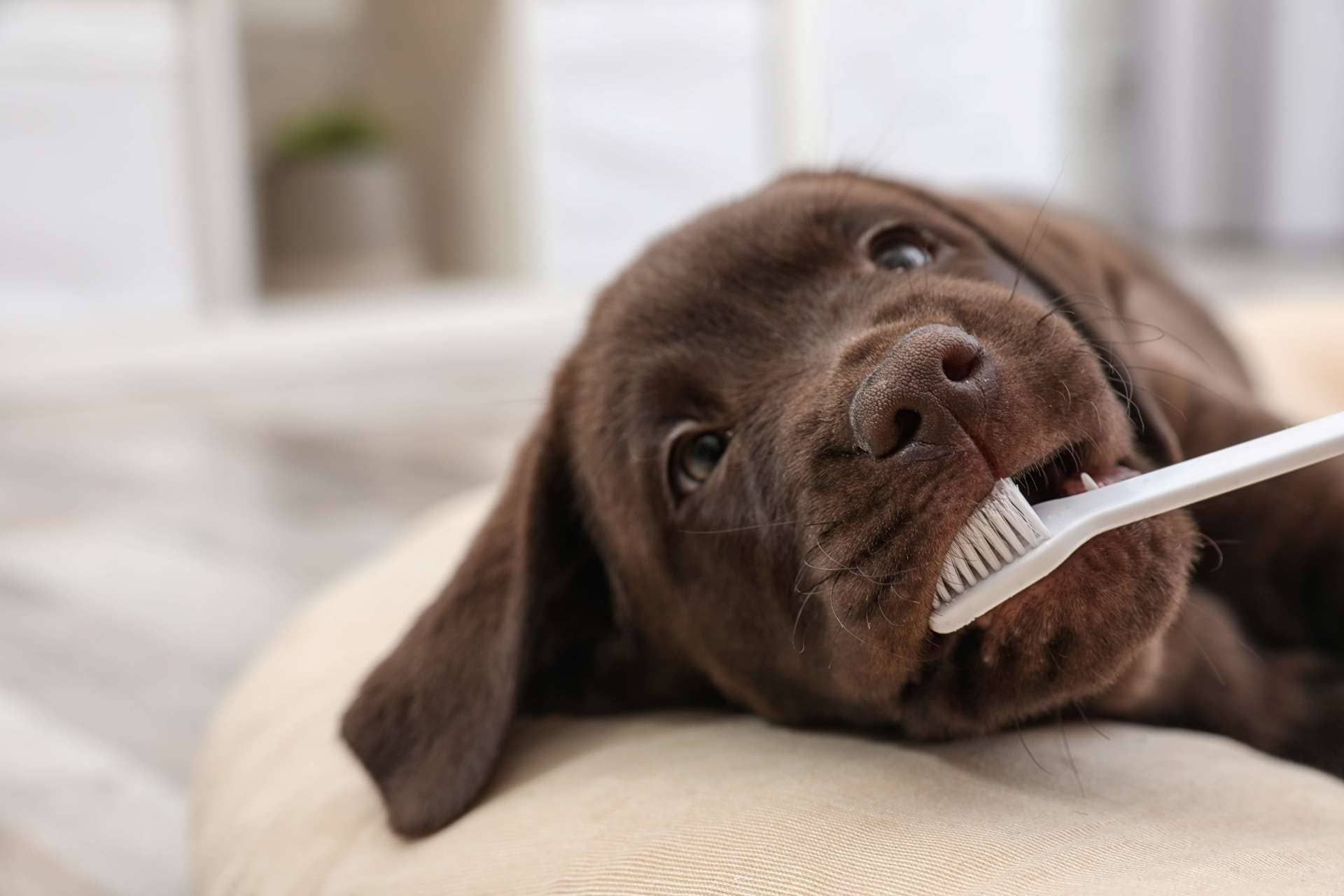puppy with a toothbrush in their mouth