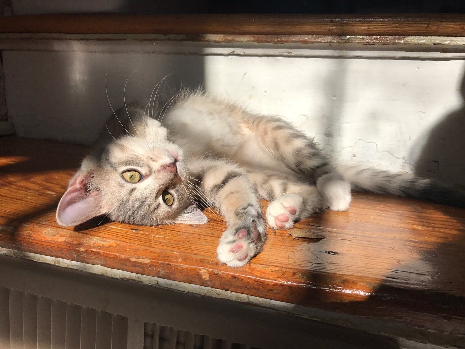 kitten laying in sunlight on steps