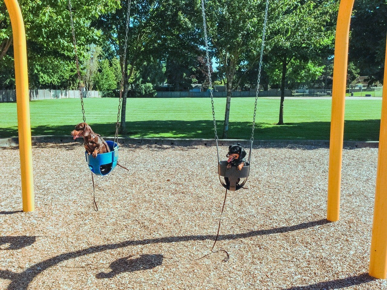 Two dachshund dogs sitting in swings at the park 